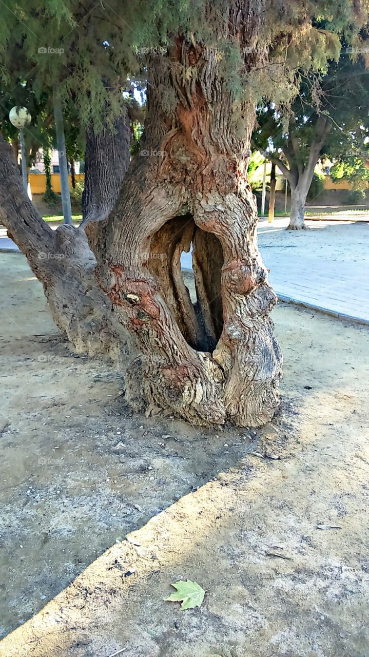 tree with mouth!