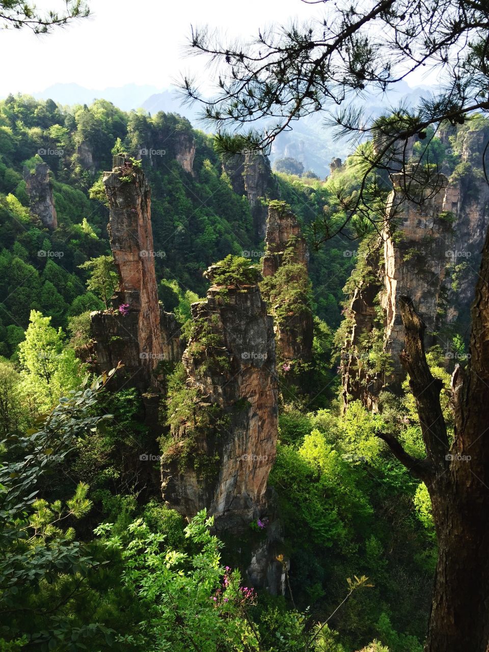 Rocks, trees, Zhangjiajie, national park, Hunan, China