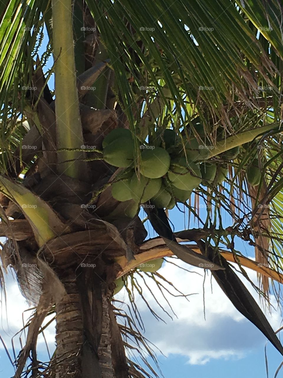 Coconuts in the Bahamas 