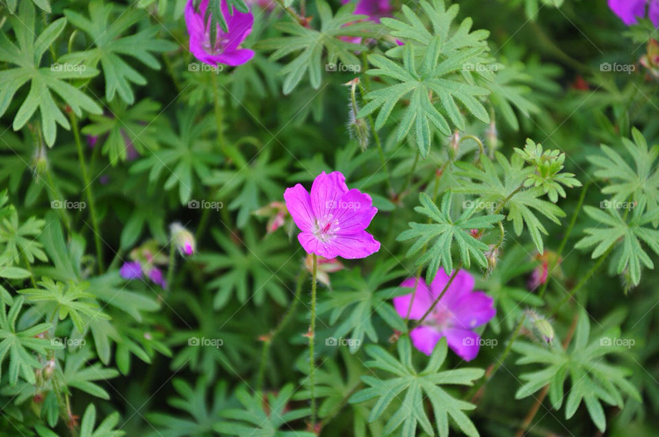 green garden flora pink by perkapara