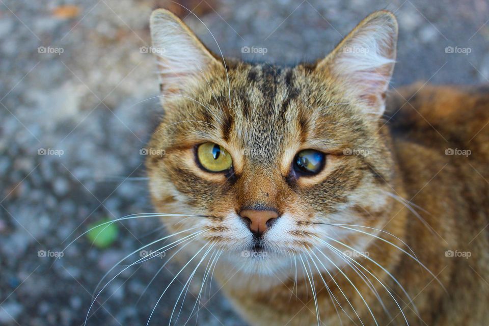 Yellow- brown- white cat with one sick eye looking at camera