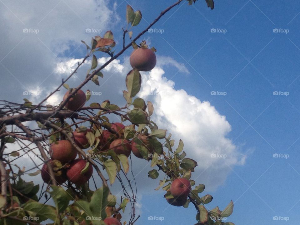 Apple picking