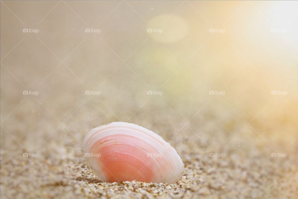 A small pink shell on a deserted sandy beach that is backlit with the golden glow of sunlight.