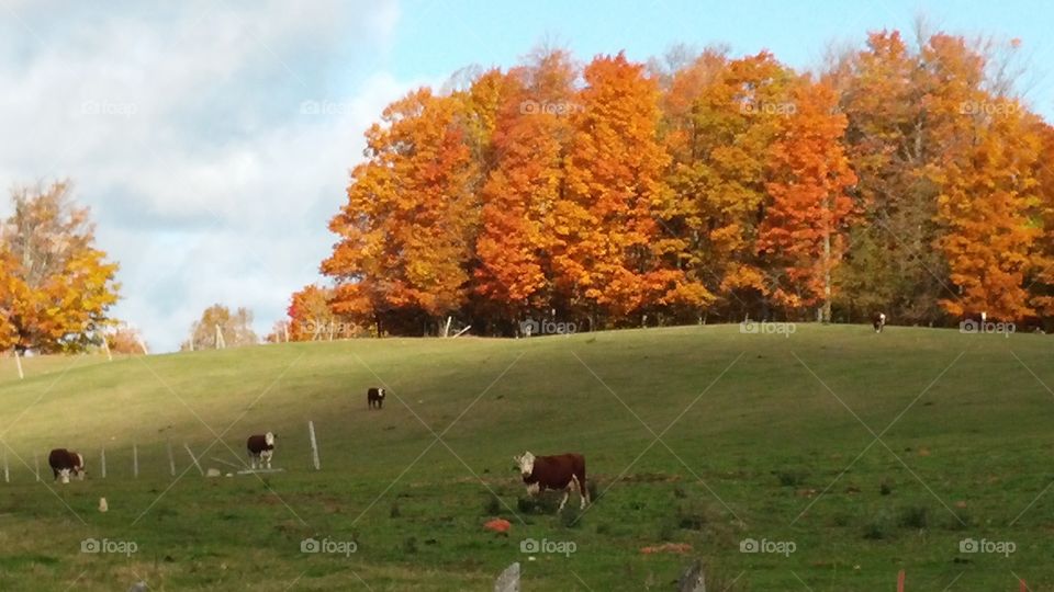 Autumn Pasture. White face cattle grazing on hill in autumn