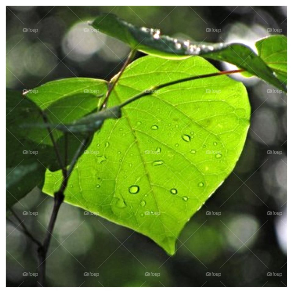 leaf