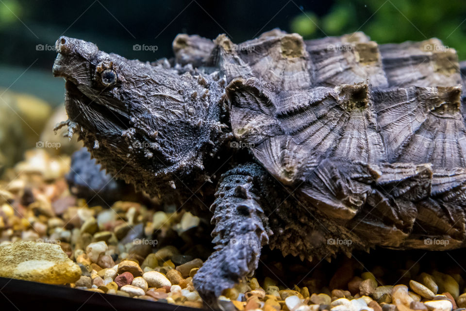 Close-up of spiked turtle on rock