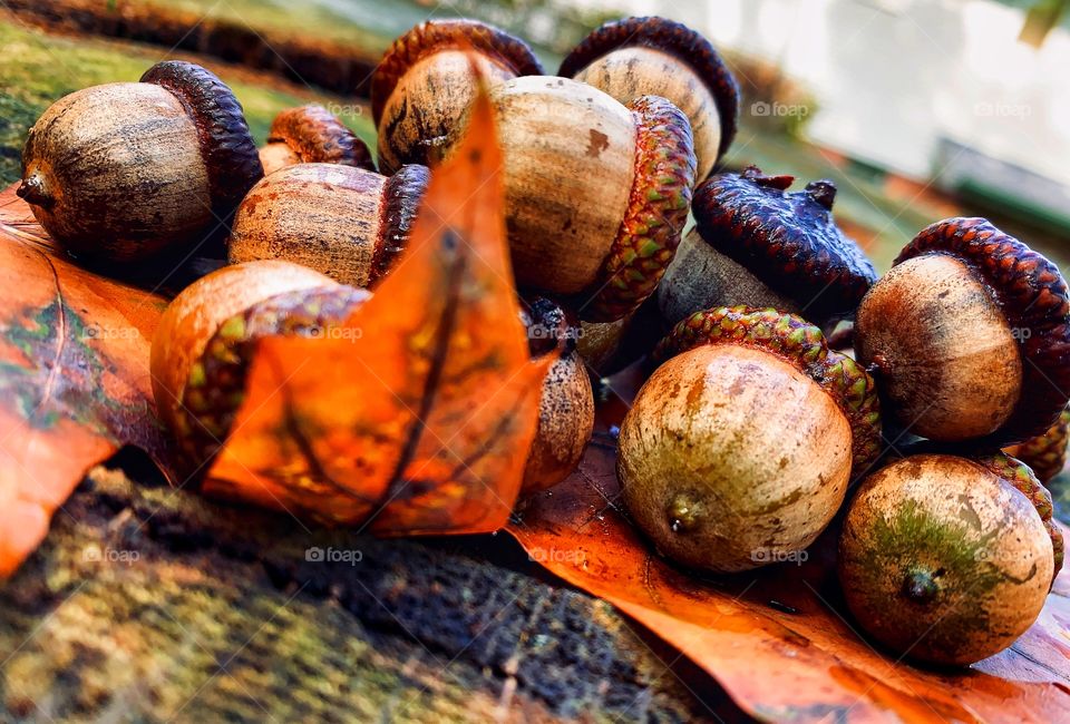 Acorns on a leaf on a tree stump—taken in Dyer, Indiana 