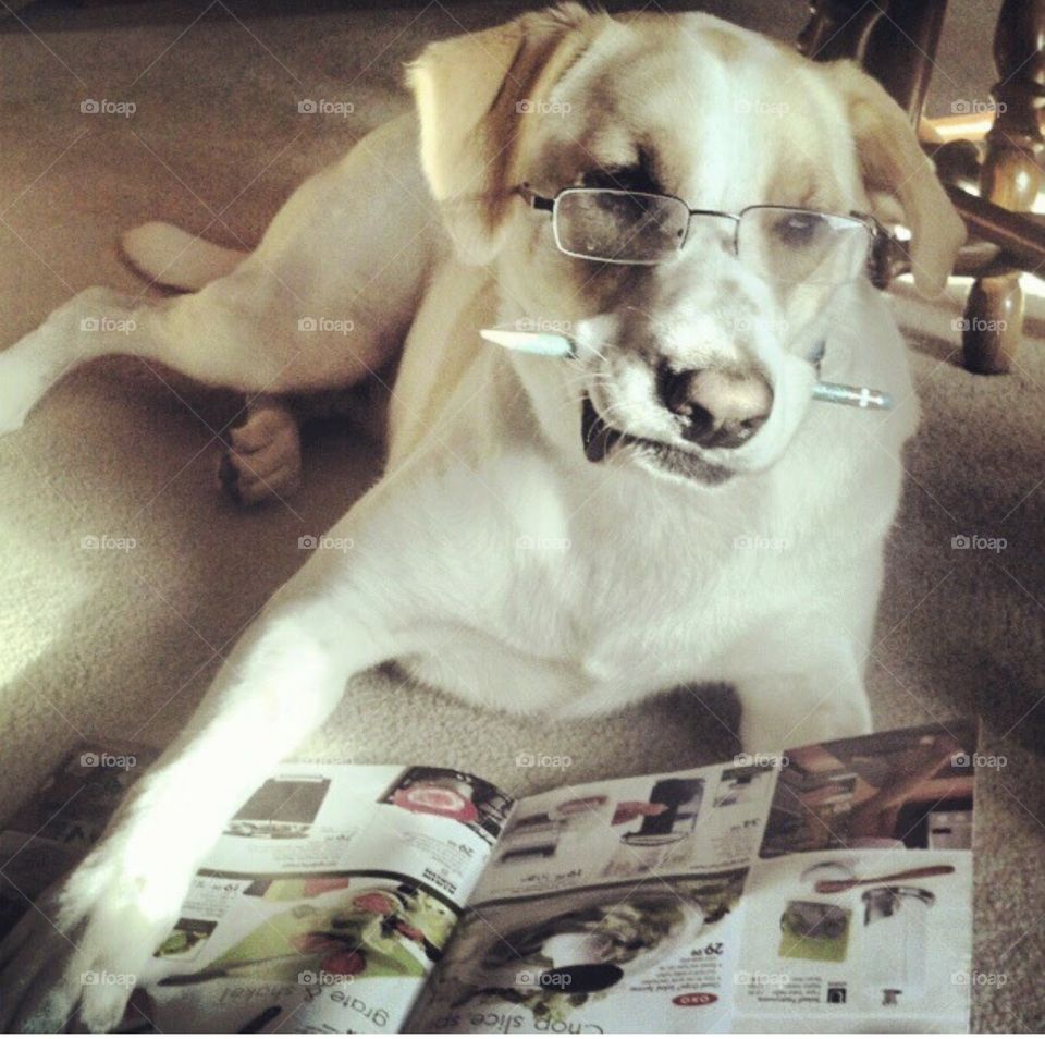 Fluke enjoying his magazine