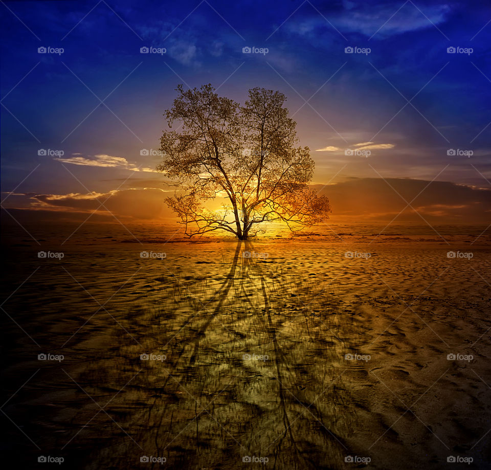 tree at ambalat beach