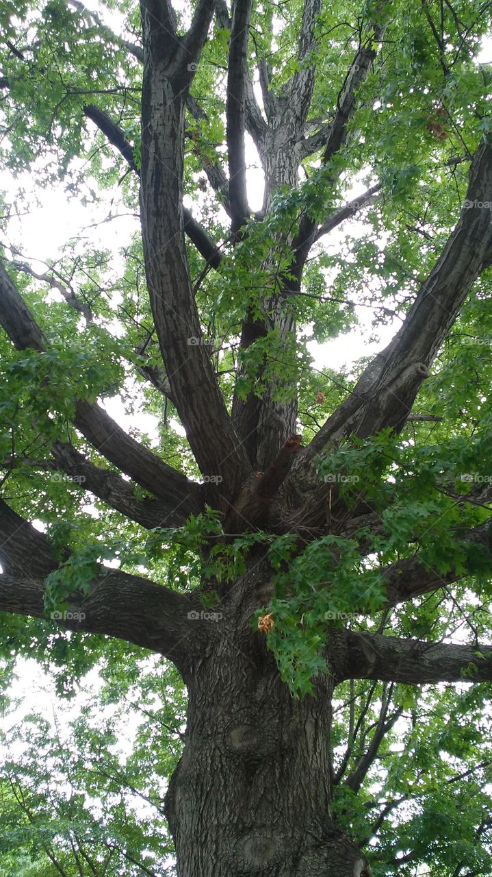 Tree, Wood, Nature, Leaf, No Person