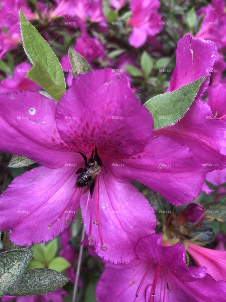 Honeybee working on pink azalea 
