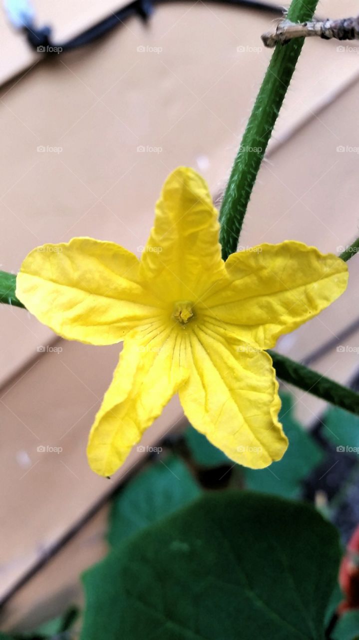 Cucumbers floral side