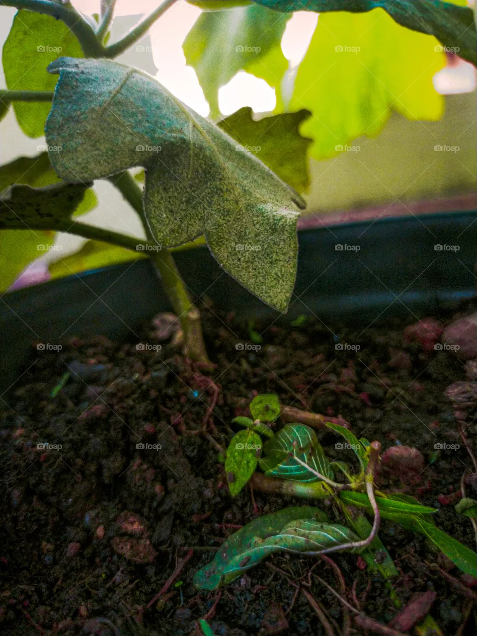 Green Leaves