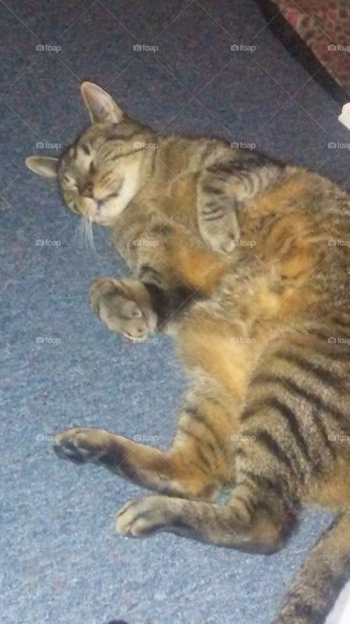 furry belly