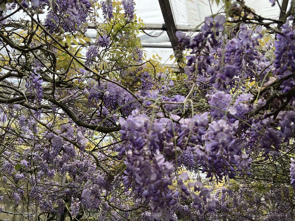Wisteria flower in Yang Ming Shan 