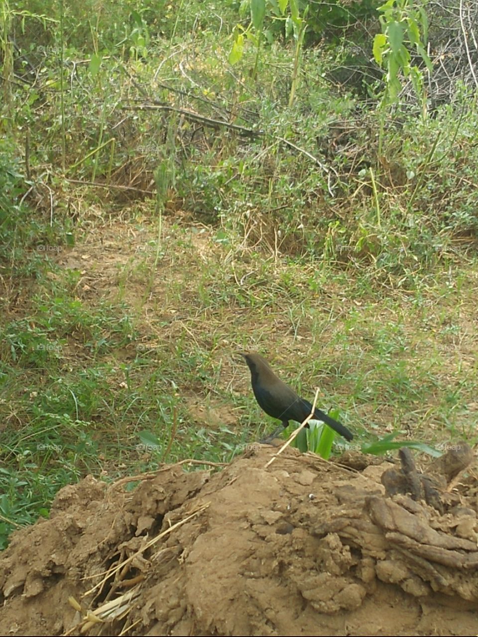 black bird