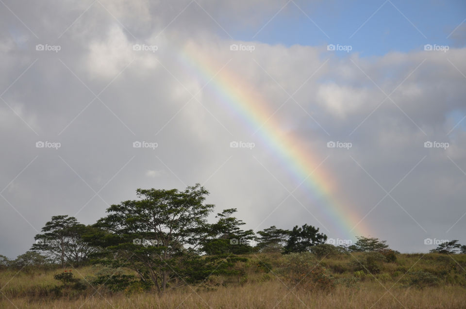 trees rainbow hawaii by charles2111
