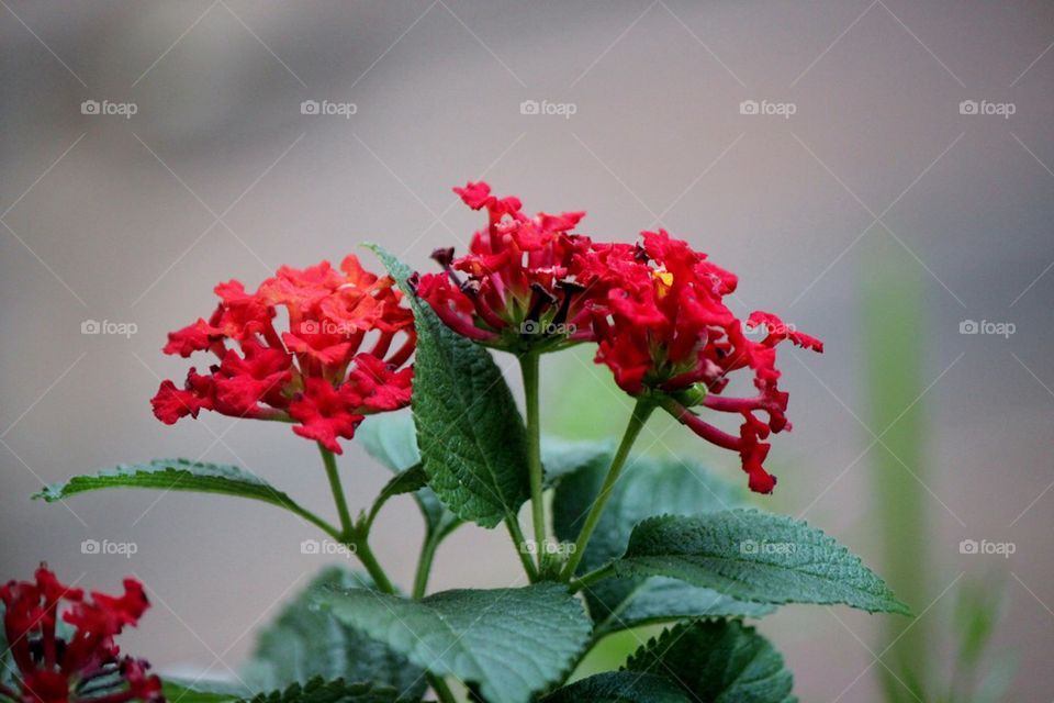 Red flowers 