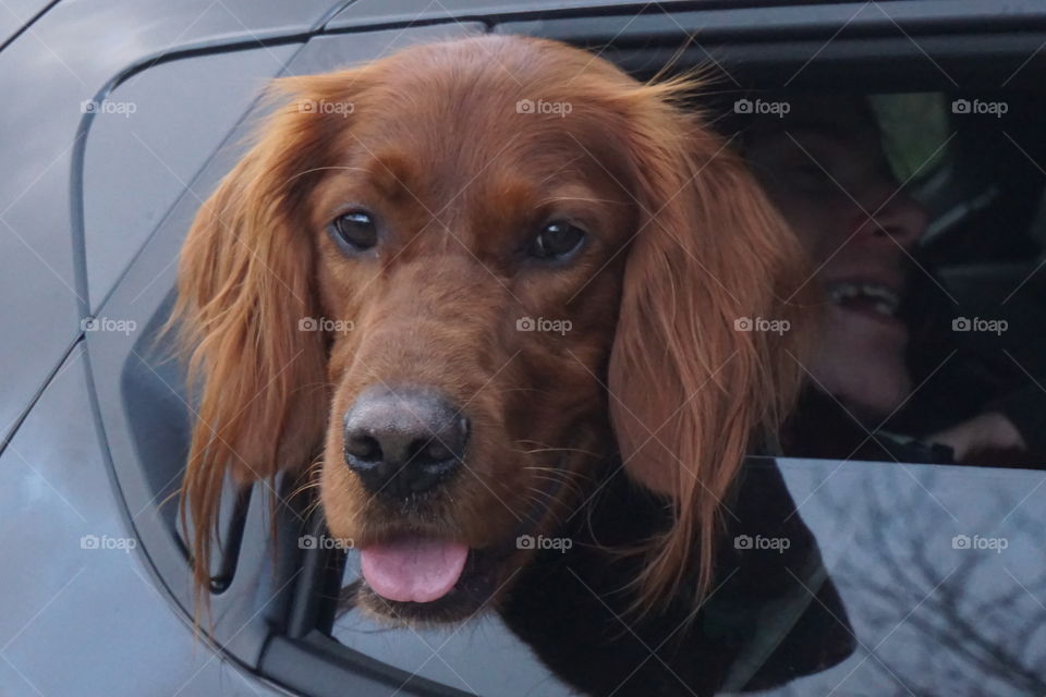 Quinn our Red Setter hanging his head out of the car window 