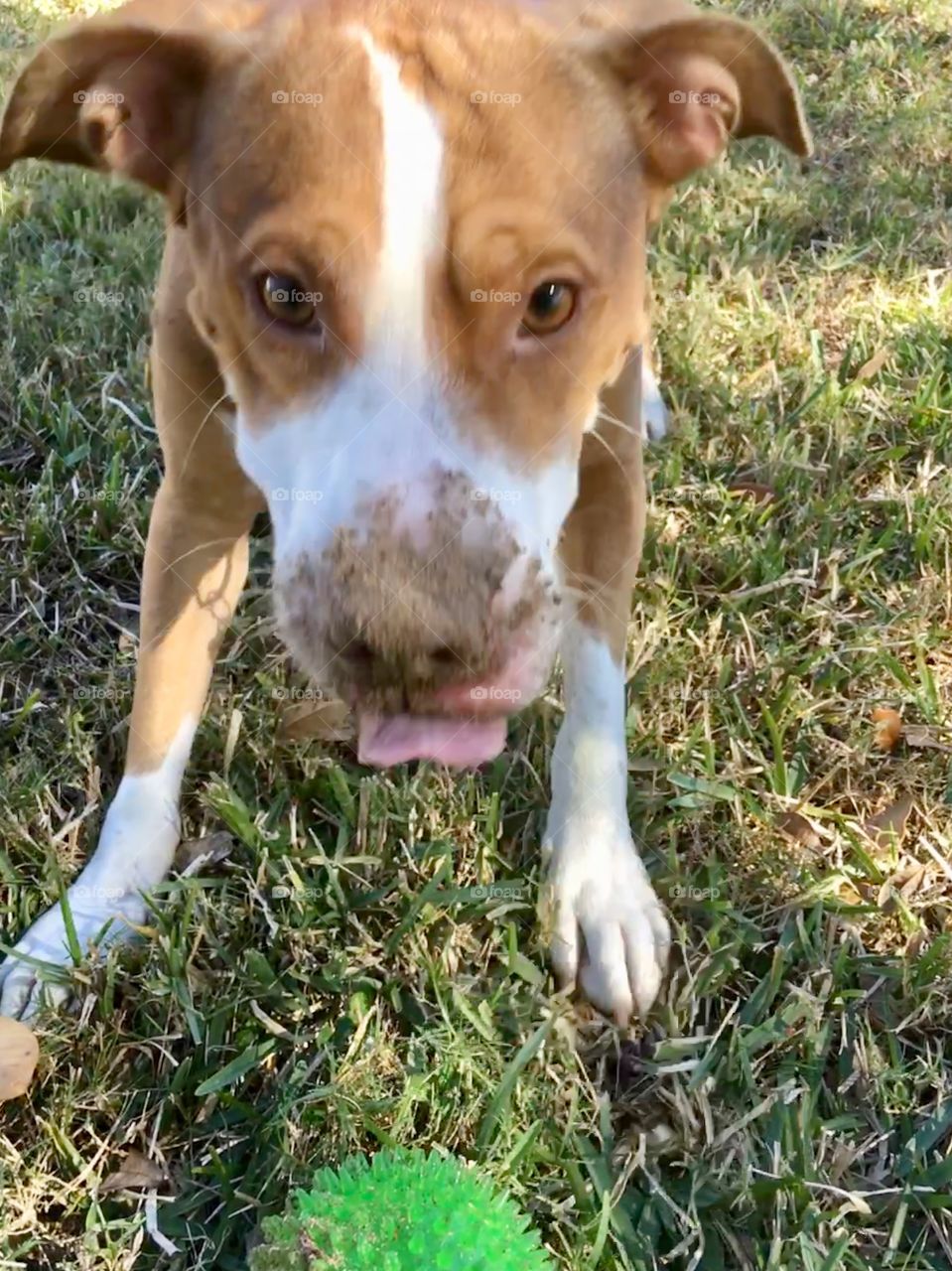 Adorable dog playing ball or looking for truffles? 🐶