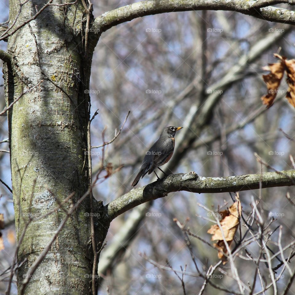 American Robin enjoying a beautiful,  sunny spring day in Michigan