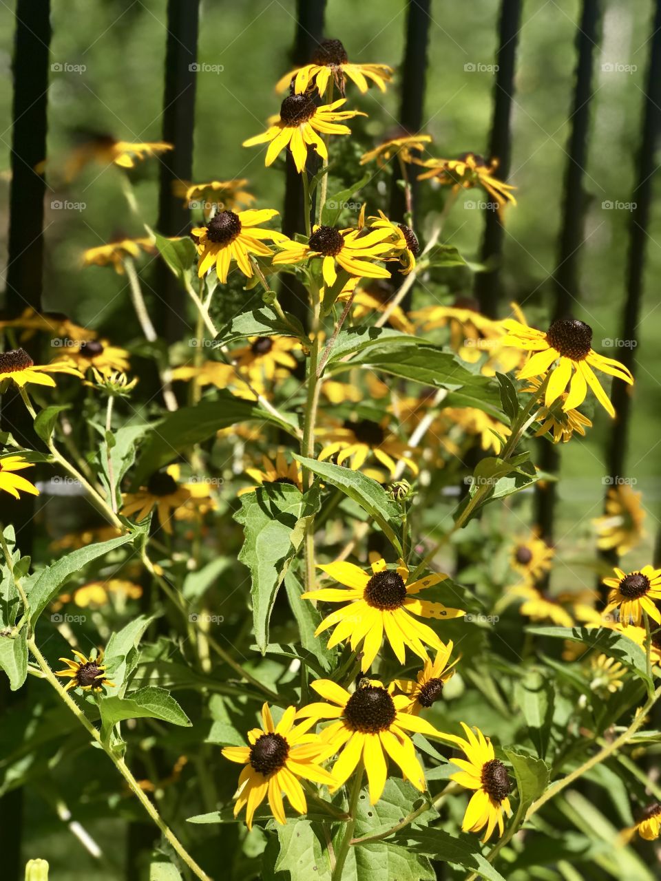 Close up of black eyed Susan’s in the sun