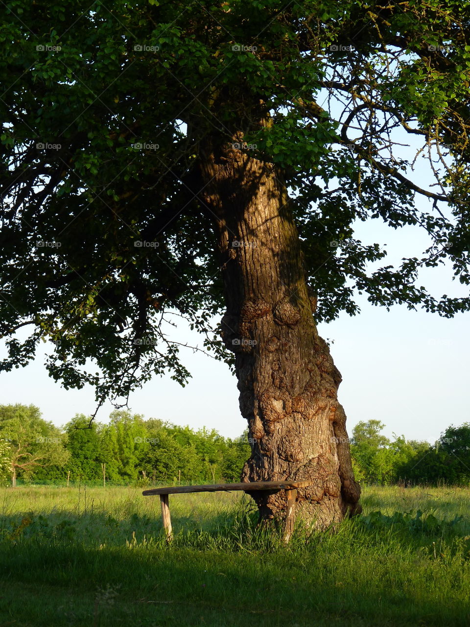 Old tree