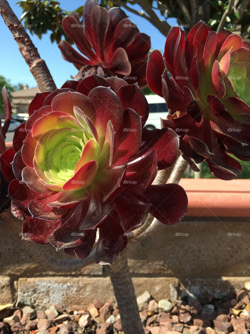 Colorful succulent 