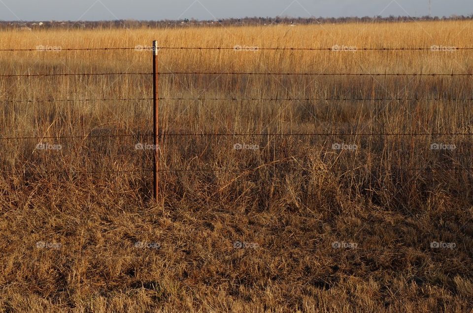 Grassy field