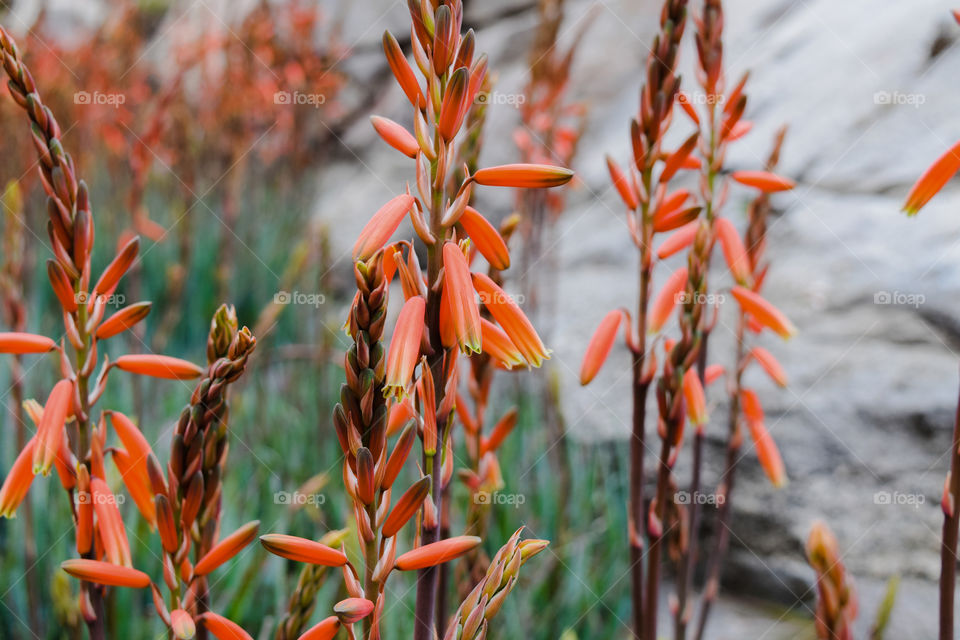 Nature, No Person, Flora, Flower, Leaf