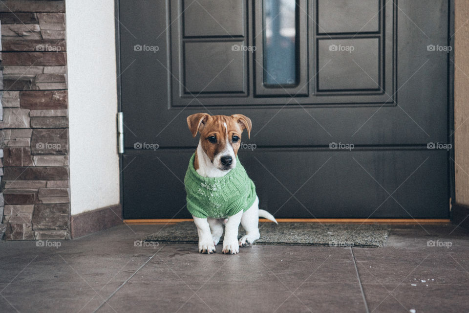 Cute dog in sweater