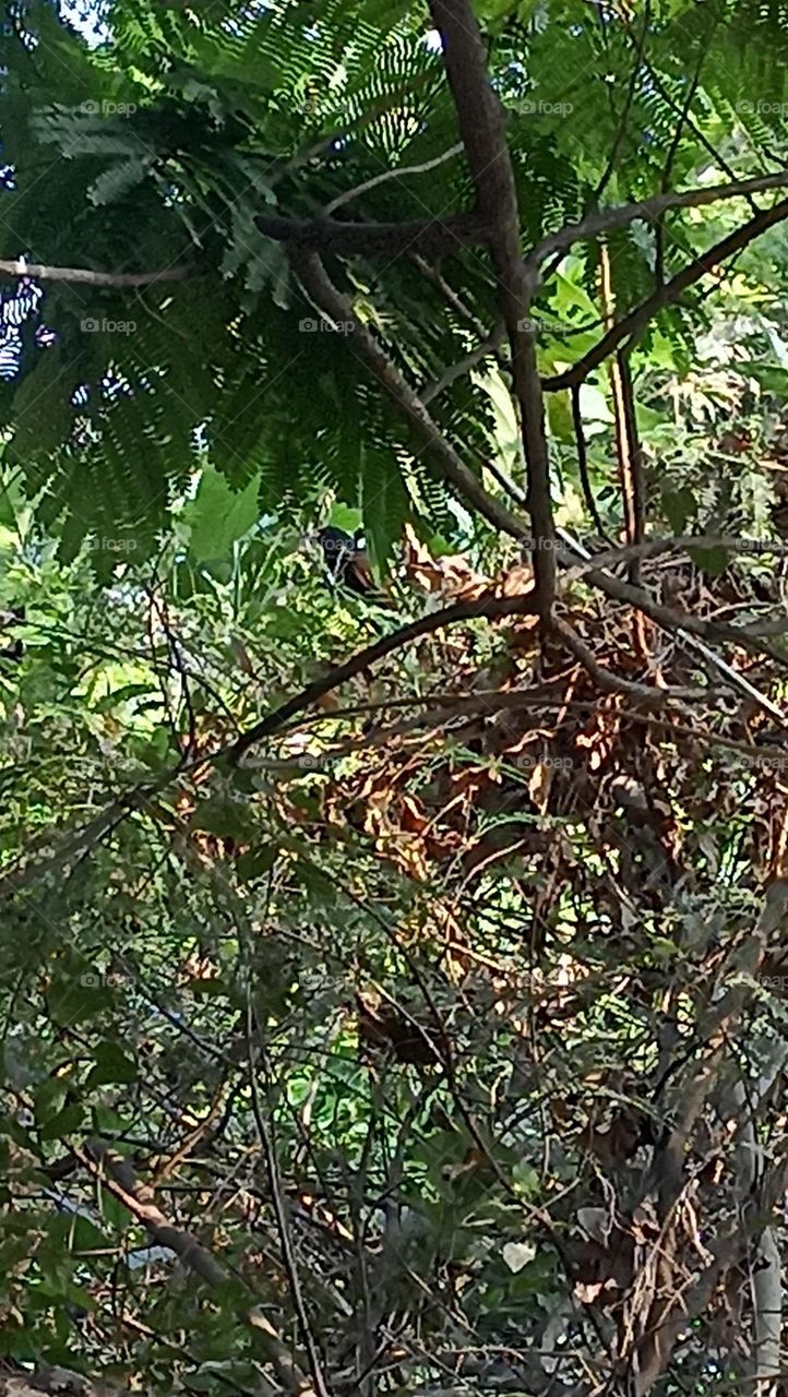 beautiful bird species sitting on the branch of tree creeping up and making his conservation efforts