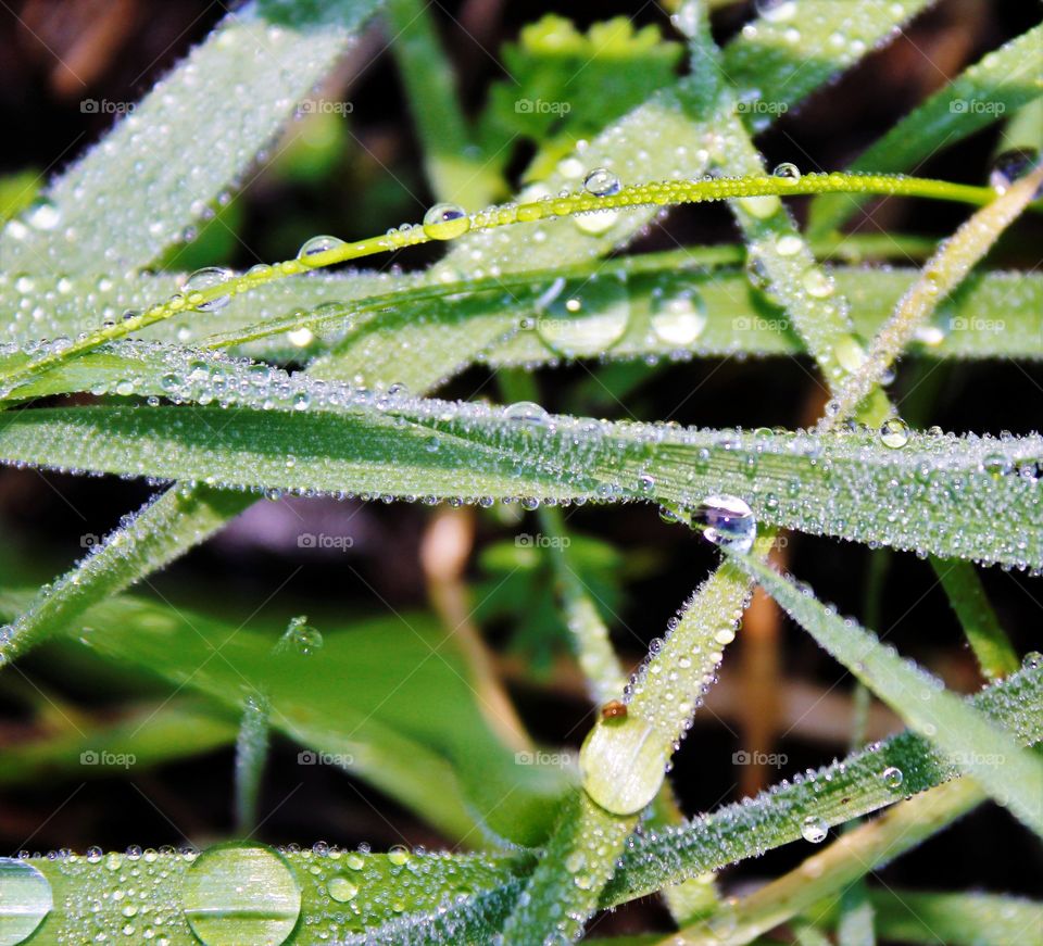 water drops on long blades of green grass in an open field