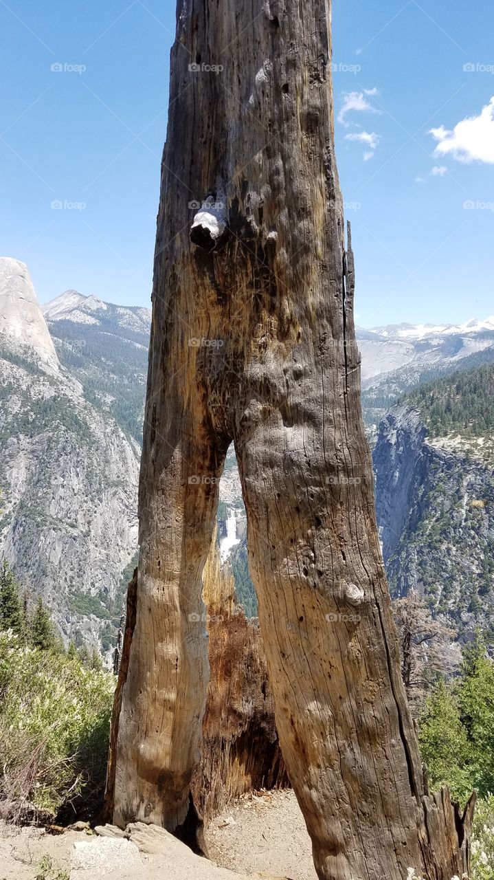 Tree arch