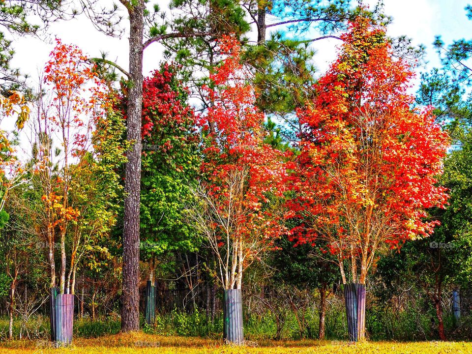The maple tree is changing color