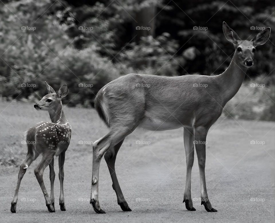 Black and White; New Fawn and a Doe 