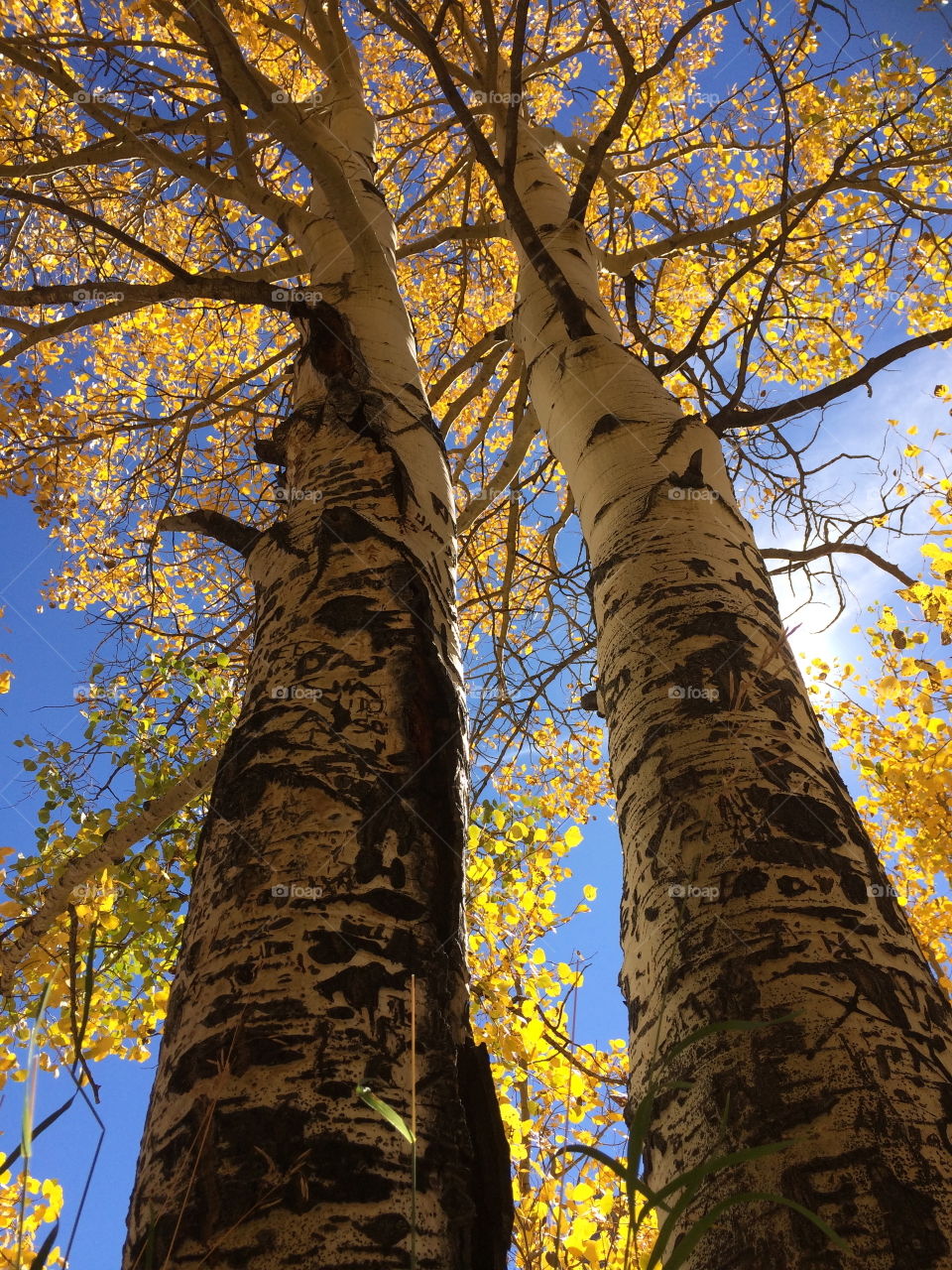 Forest in fall