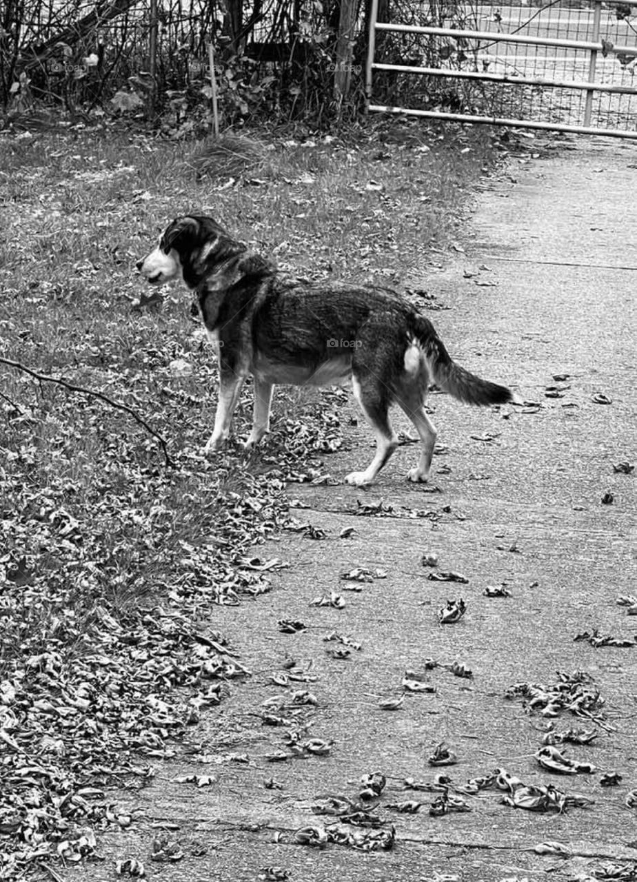 Just a dog enjoying the outdoors