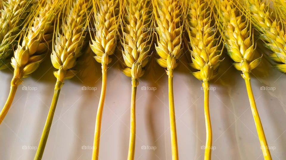 Fresh wheat ears isolated white background with clipping path