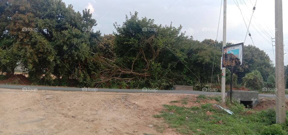 The messy rooted tree 😛❤️✨