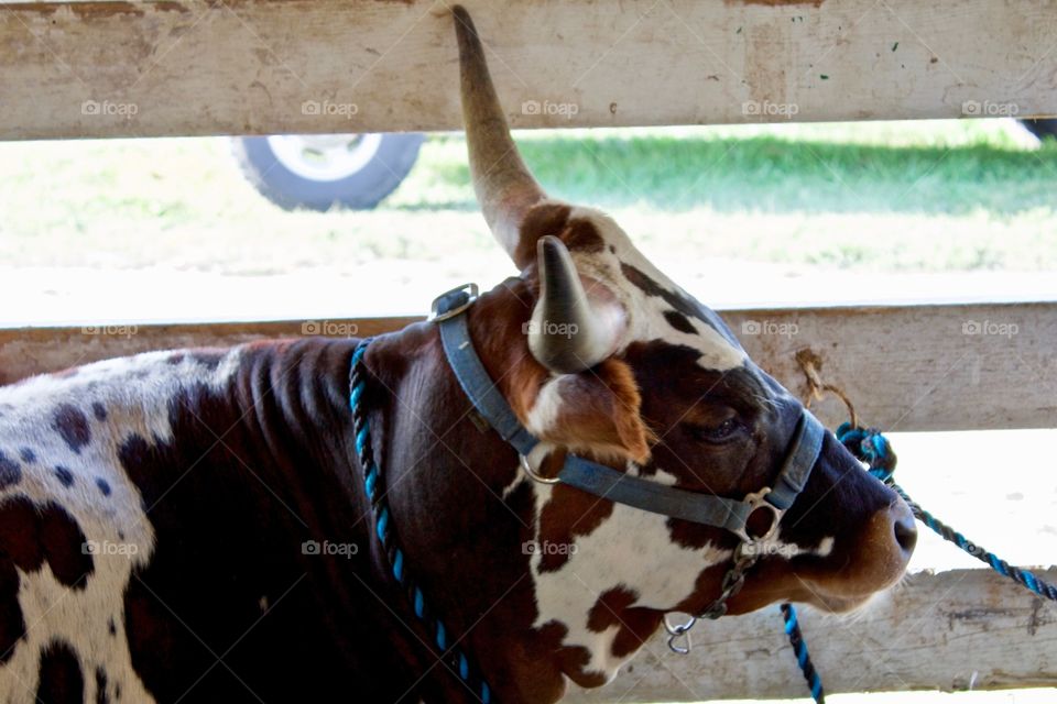 Headshot of a spotted cow with horns resting in an open air cattle barn 