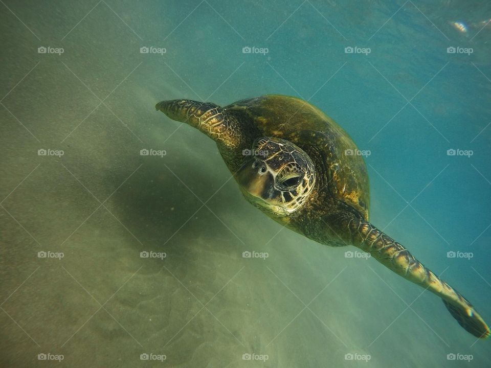 Turtle, Underwater, No Person, Water, Reptile