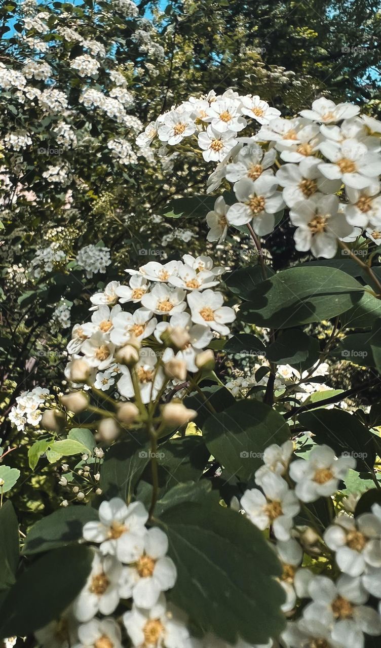 Small white flowers blooming on a tree. Spring time in Toronto 