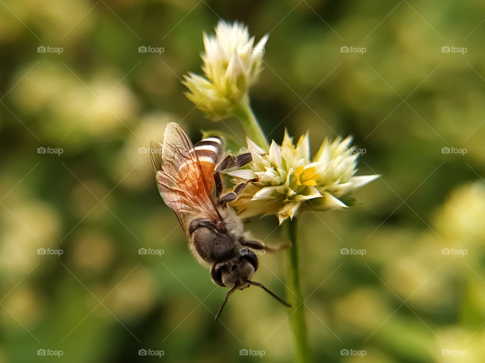Bee on a white flower collecting pollen and gathering nectar to produce honey in the hive - with right copy space