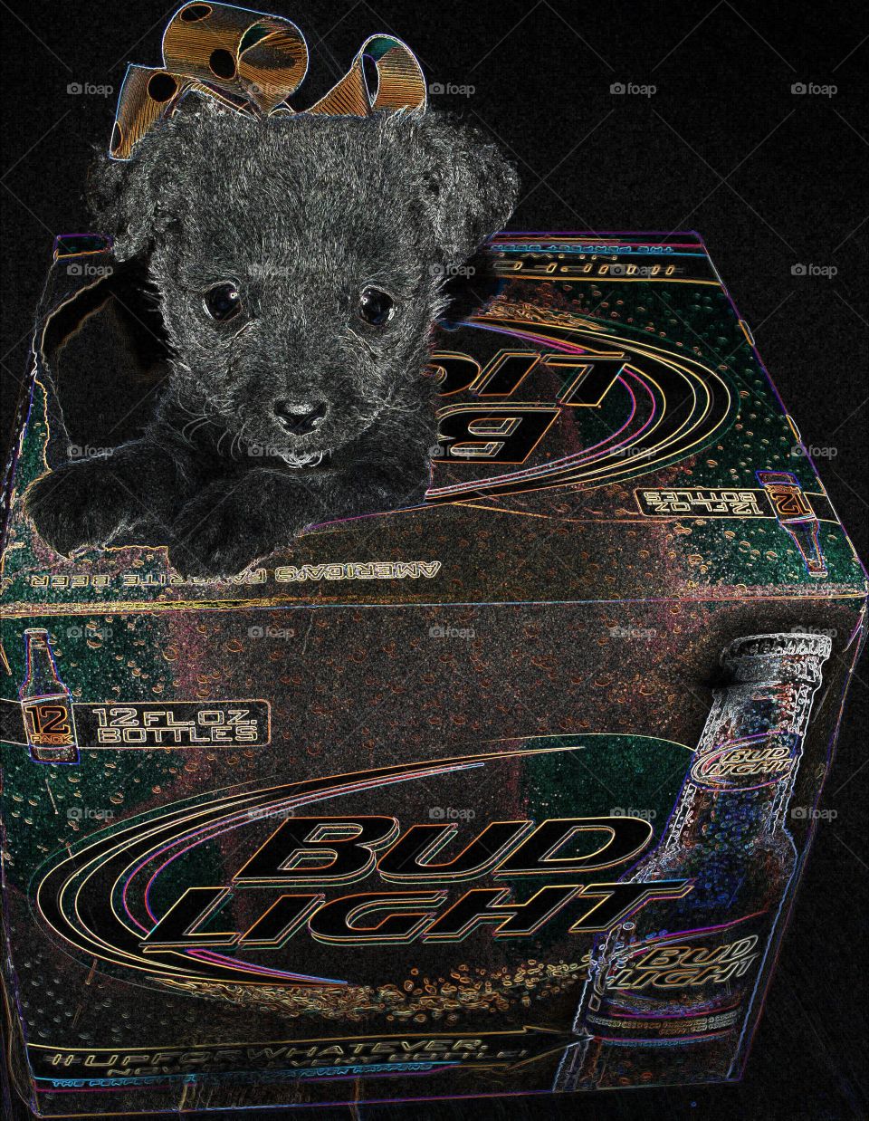 puppy playing in box. chi-poo play time