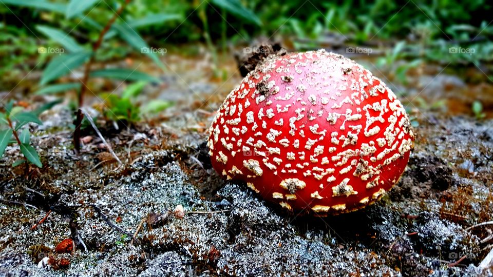 Close-up of mushroom