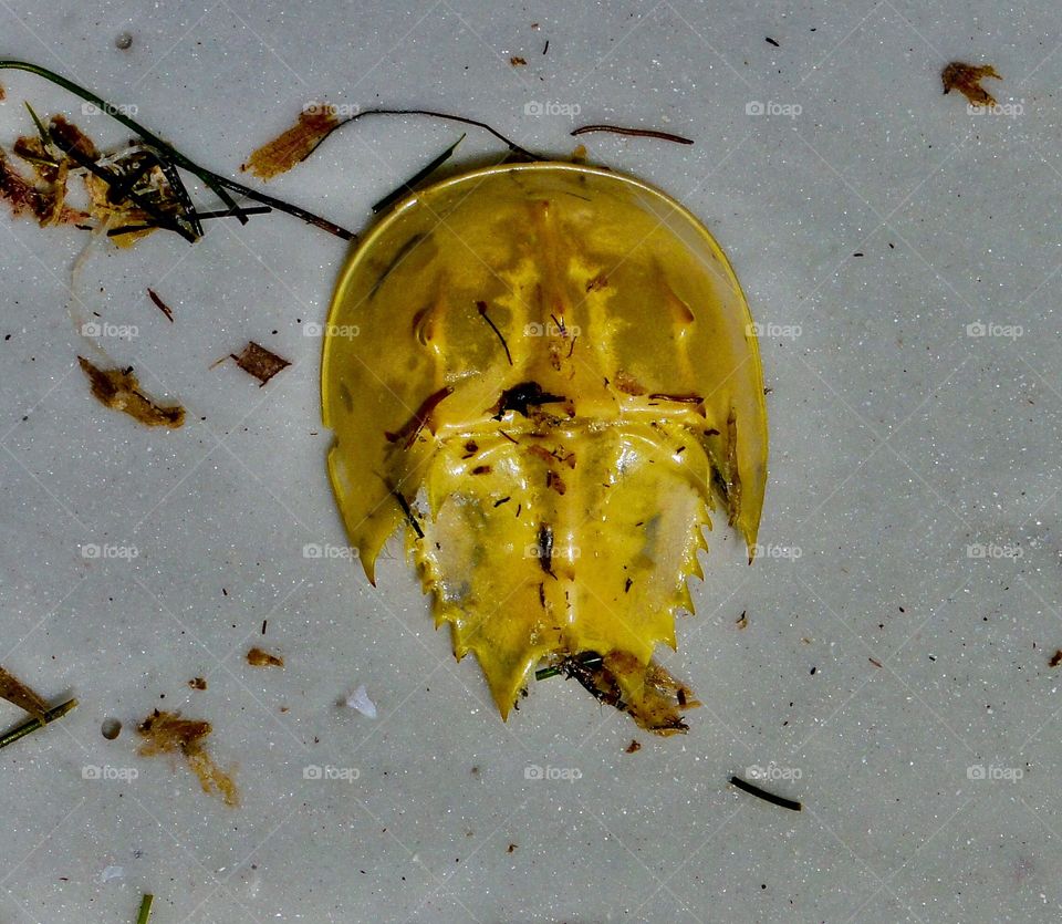 Horseshoe crab