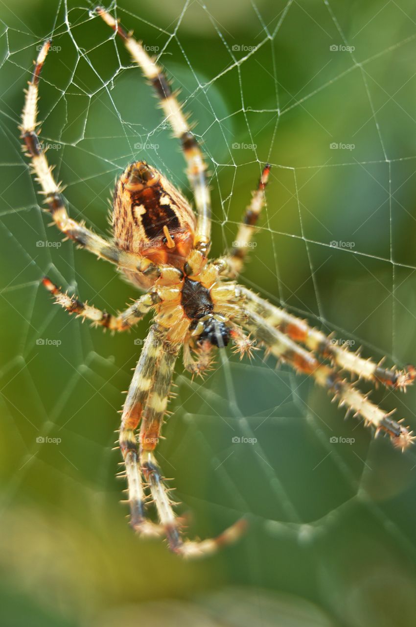 Spider closeup