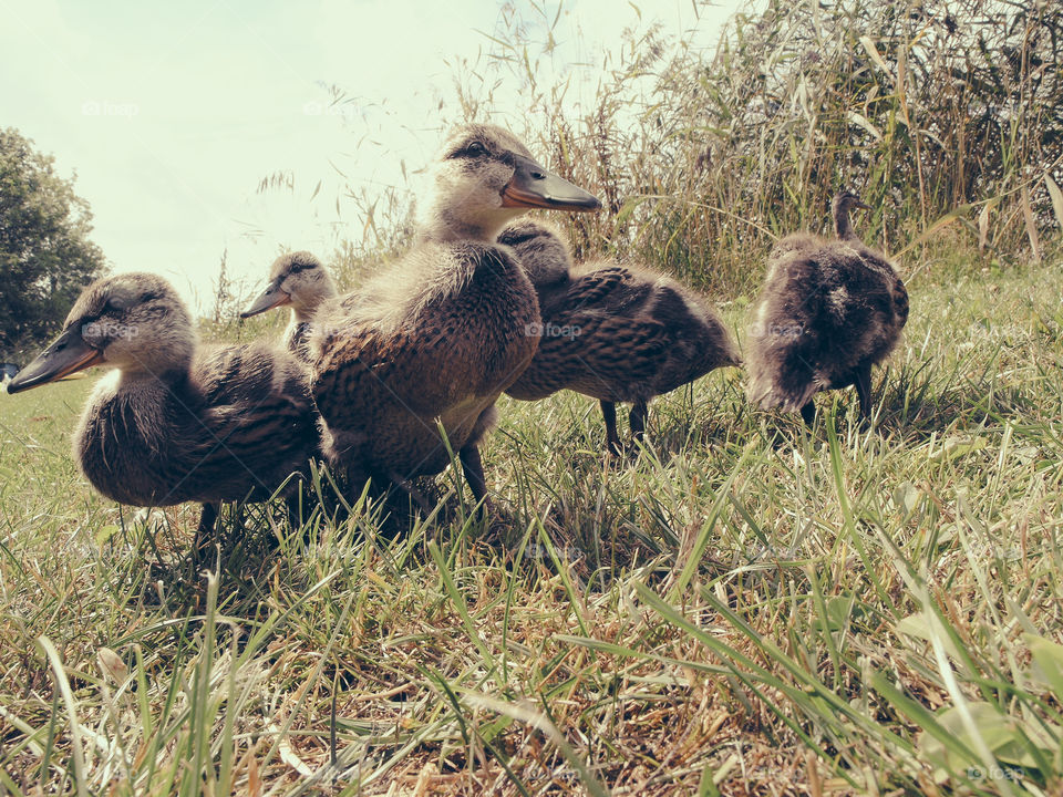 Ducklings