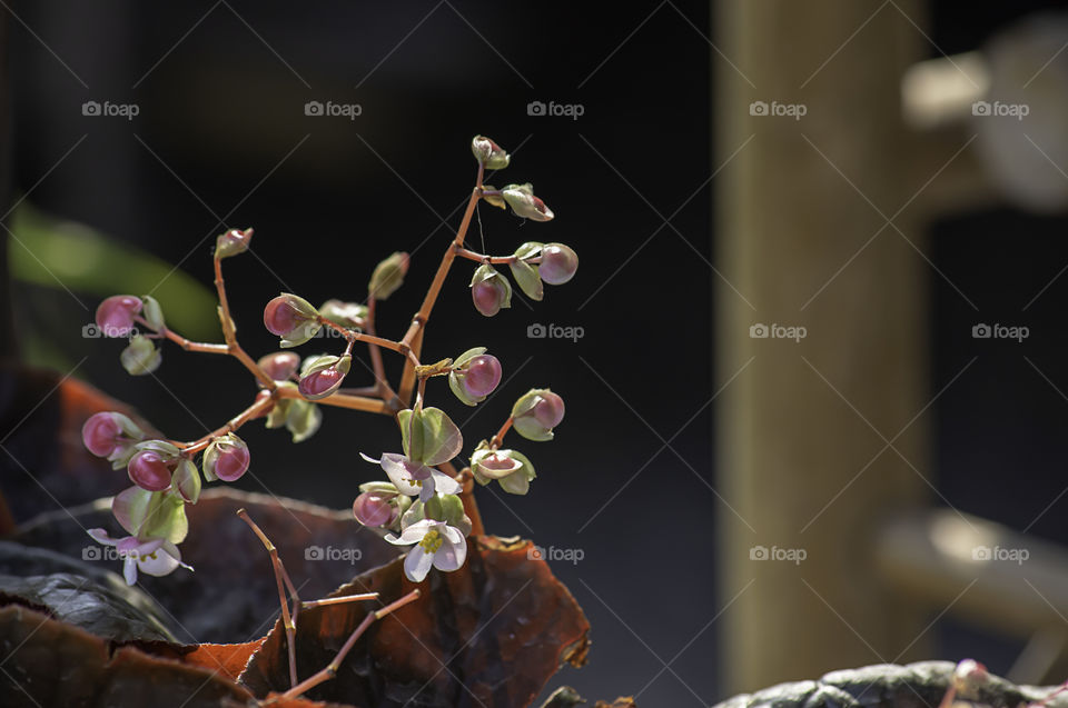 Begonia or Pink flowers  blooming in the garden.